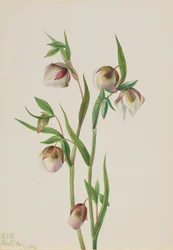Weißer Feenlaterne Calochortus albus, 1933