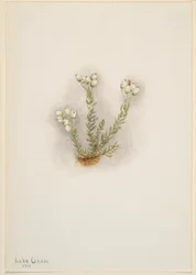 Weiße Heide (Phyllodoce grandiflora)