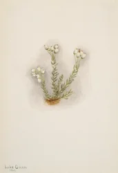 Weiße Heidekraut Phyllodoce grandiflora, 1901