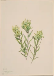 Weiße Indianer-Pinselblume (Castilleja occidentalis)