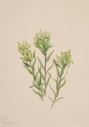 Weiße Indianer-Pinselblume Castilleja occidentalis