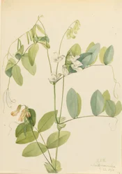 Weiße Platterbse (Lathyrus ochroleucus)