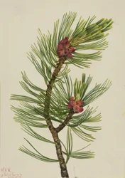 Weißrindenkiefer (Pinus albicaulis)