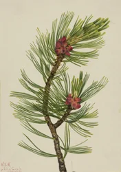 Weißrinden-Kiefer Pinus albicaulis