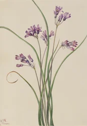 Wilde Hyazinthe Brodiaea pulchella, 1927