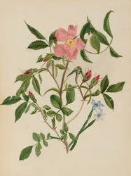Wilde Rose und Blauäugiges Gras (Rosa-Arten und Sisyrinchium-Arten)