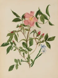 Wildrose und Blauäugiges Gras Rosa-Arten und Sisyrinchium-Arten