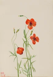 Windmohn Stylomecon heterophylla