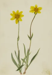 Wollige Arnika (Arnica tomentosa)
