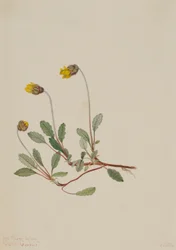 Gelbe Dryade (Dryas drummondii)