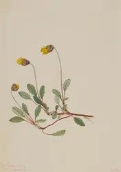Gelbe Dryade Dryas drummondii, 1904