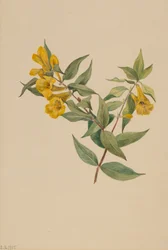 Gelber Jessamin Gelsemium sempervirens, 1905