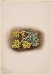 Gelber Mauerpfeffer (Sedum stenopetalum)