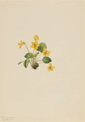Gelbes Veilchen (Viola orbiculata)