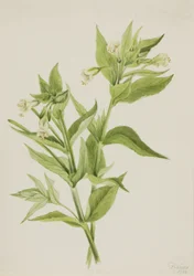 Gelbes Weidenröschen (Epilobium lutem)
