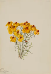 Zinnie (Zinnia grandiflora)