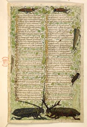 Add. 28841, f.2: Gehörnte Käfer, Grillen und eine Heuschrecke. Traktat über die Tugenden und Laster und eine anonyme Prosageschichte Siziliens (Fragment) Cocharelli