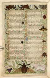 Add. 28841, f.4v: Motten und gehörnte Käfer, aus einem Traktat über die Tugenden und Laster und einer anonymen Prosageschichte Siziliens (Fragment), ca. 1330-40