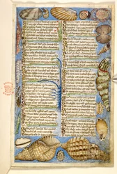 Add. 28841, f.5: Muscheln und Meereskreatur, aus einem Traktat über die Tugenden und Laster und einer anonymen Prosageschichte Siziliens (Fragment), ca. 1330-40