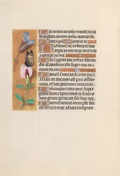 Stunden der Königin Isabella der Katholischen, Königin von Spanien: Fol. 202v