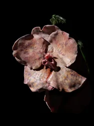 Venale Muse, Impetus, 2012