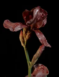 Venale Muse, Viridor, 2012