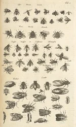 Tab I, Bienen und Wespen, Illustration aus 