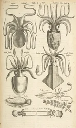 Tafel I, Oktopus, Illustration aus 