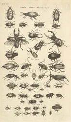 Tab XIII, Käfer, Illustration aus 