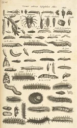 Tafel XIX, Raupen, Illustration aus 