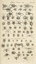 Tafel XVIII, Skorpione und Spinnentiere, Illustration aus 
