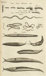 Tafel XXIV, Schnecken und Würmer, Illustration aus 