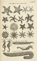 Tafel XXVIII, Seesterne und Seepferdchen, Illustration aus 