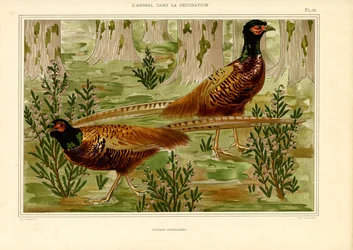 Naturalistisches Fasanenpaar im Wald (Lithografie)