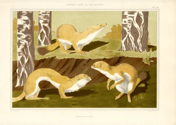 Studie von Hermelinen im Birkenwald (Lithografie)