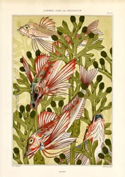 Stilisierte Fische unter Wasserpflanzen
