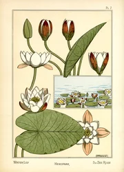 Die Seerose