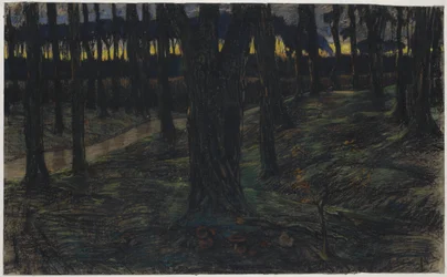 Waldansicht bei Sonnenuntergang