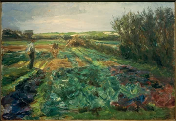 Das Kohlfeld
