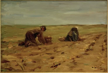 Kartoffelernte in den Dünen