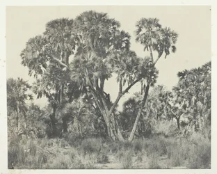 Palmiers Doums, Oberägypten, 1849-51, gedruckt 1852