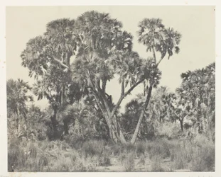 Doum-Palmen, Oberägypten
