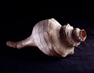Präkolumbische Kunst, Maya-Kultur, klassische Periode: als Musikinstrument verwendete Meeresschnecke (Trompete). Aus Uaxactún, Guatemala. Maße 19,2 x 41,5 cm. Guatemala, Nationalmuseum für Archäologie und Ethnologie