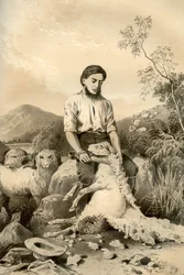 Schafschur, 1879