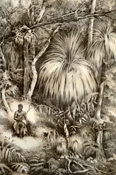 Tasmanische Waldszene, 1879