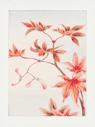Zweig des Momiji-Ahorns mit Blättern und Samen (1870–1880)