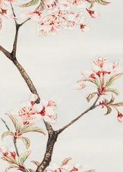 Sakura-Kirsche während 1870–1880