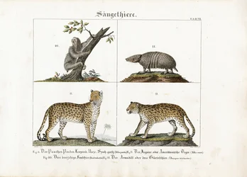 Exotische Säugetiere: Großkatzen, Faultier und Gürteltier