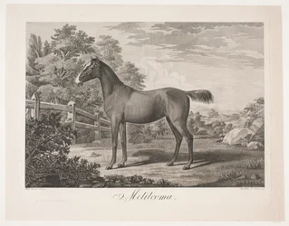 Das Pferd "Melilcoma"