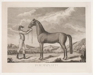 Das Pferd "Turcmainatti"